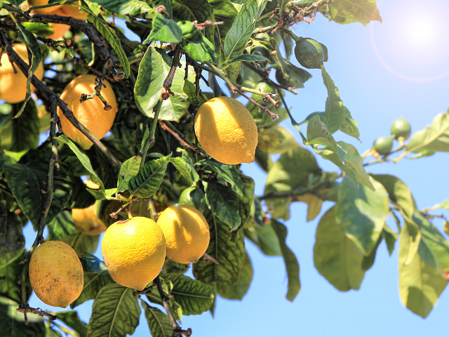 レモンの木への肥料の適切な量は？ 