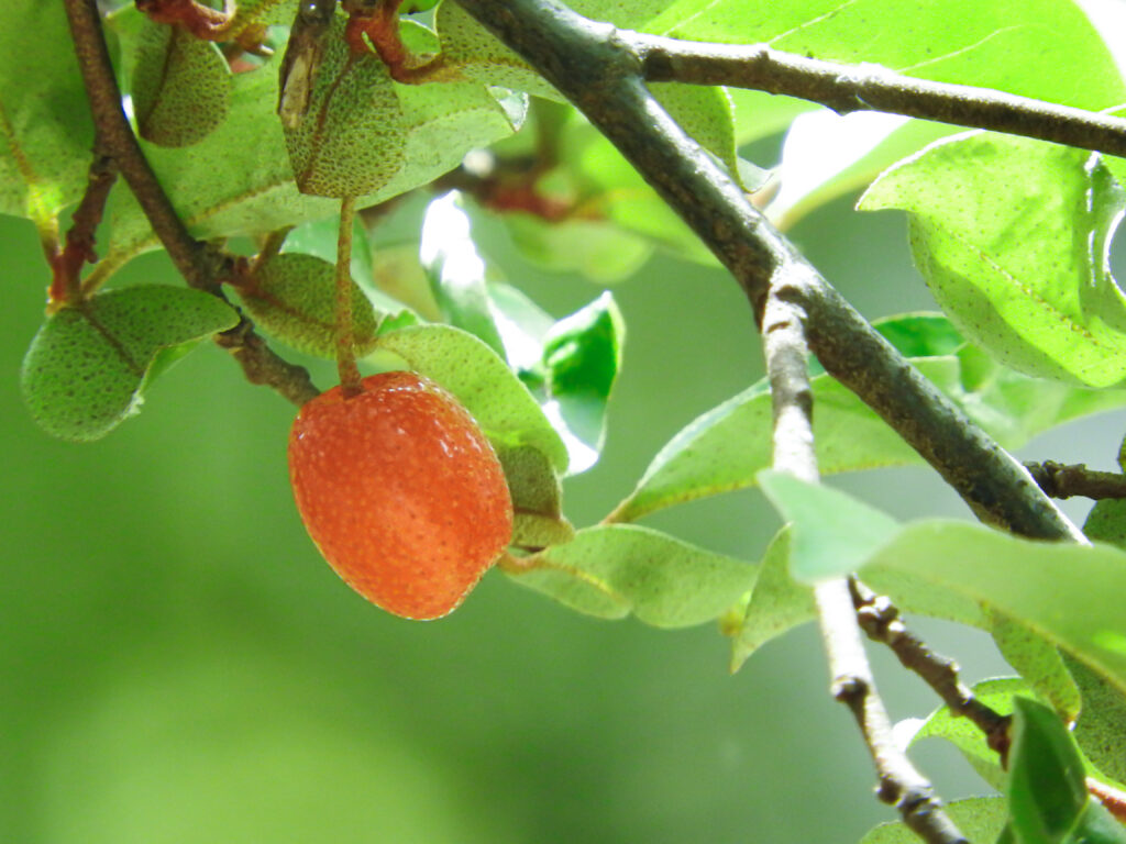 グミの果実の特徴
