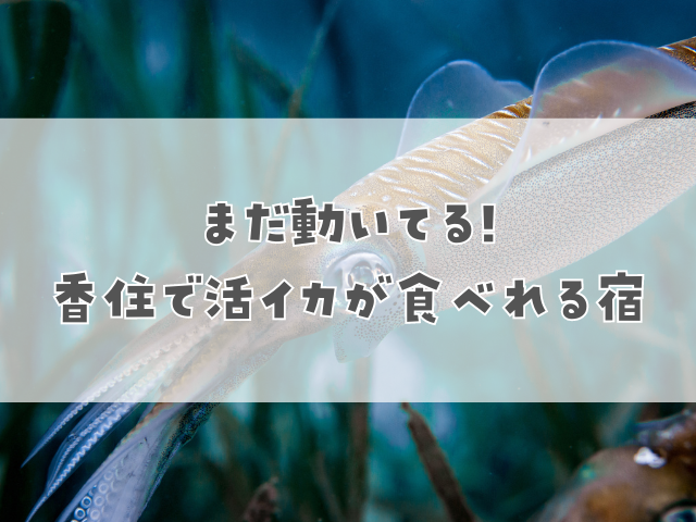 まだ動いてる！香住で活イカが食べれる宿